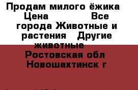 Продам милого ёжика › Цена ­ 10 000 - Все города Животные и растения » Другие животные   . Ростовская обл.,Новошахтинск г.